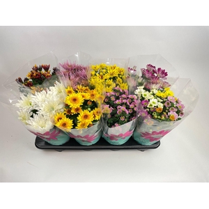 Chrysanthemum Indicum Specials mix