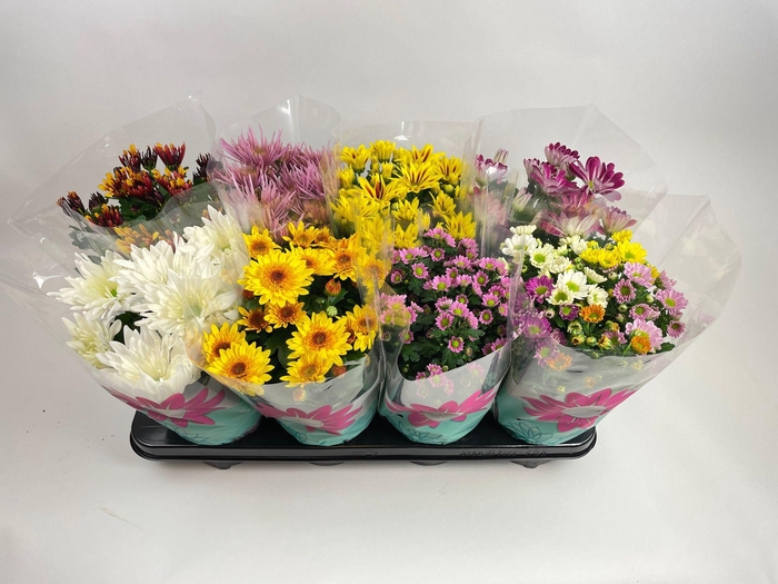 <h4>Chrysanthemum Indicum Specials mix</h4>