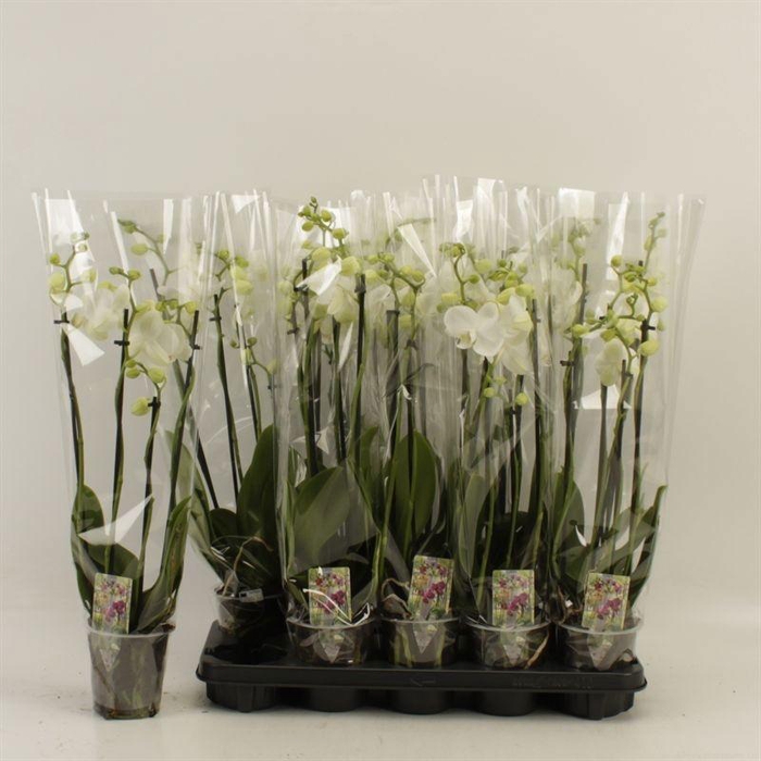 <h4>PHAL OV WIT</h4>
