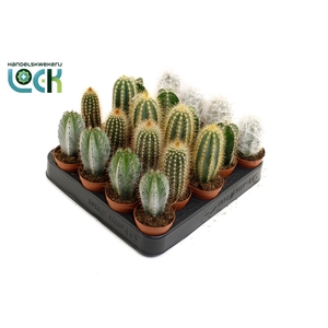 Cactus palen mix