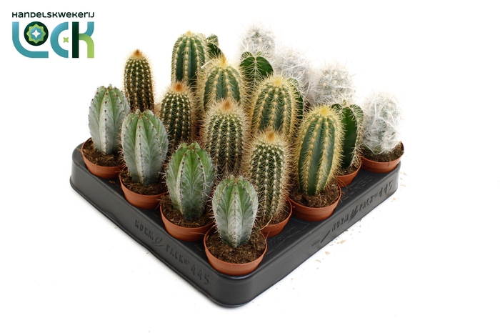 <h4>Cactus palen mix</h4>