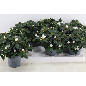 RHODO SI WITTE VOGEL