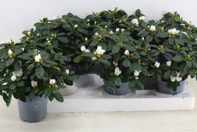 <h4>RHODO SI WITTE VOGEL</h4>