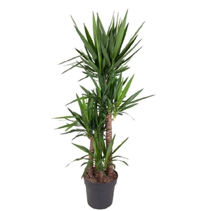Yucca Elephantipes 4 toef 120-90-60-30