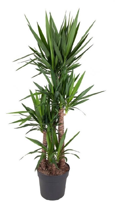 <h4>Yucca Elephantipes 4 toef 120-90-60-30</h4>