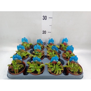 Dionaea muscipula