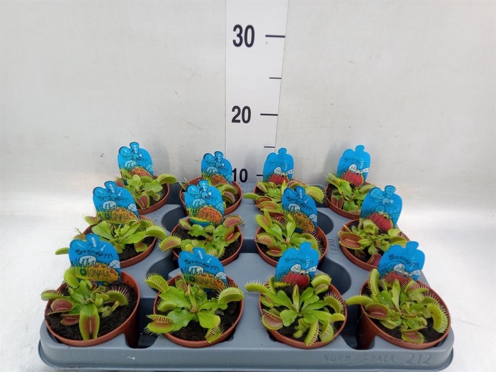 <h4>Dionaea muscipula</h4>