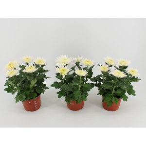 Chrysant Anastasia White