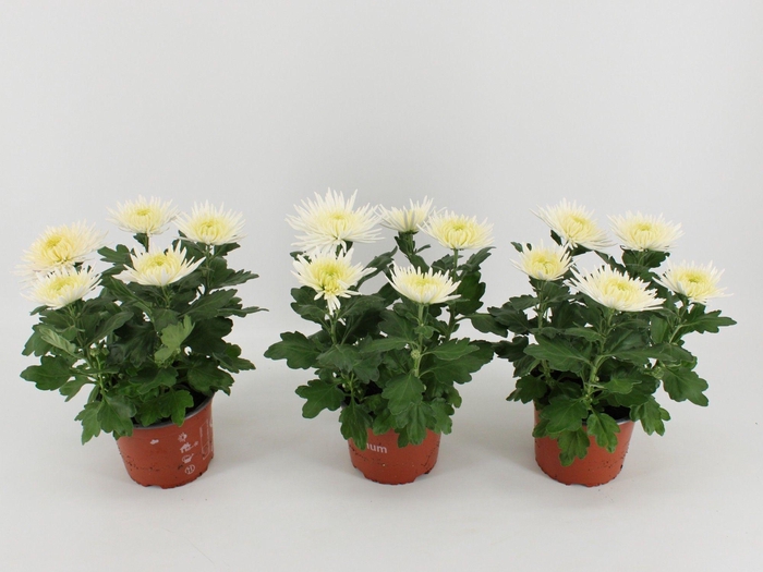 <h4>Chrysant Anastasia White</h4>
