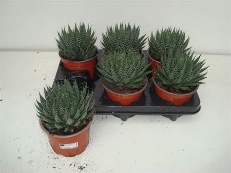 <h4>Aloe Aristata</h4>