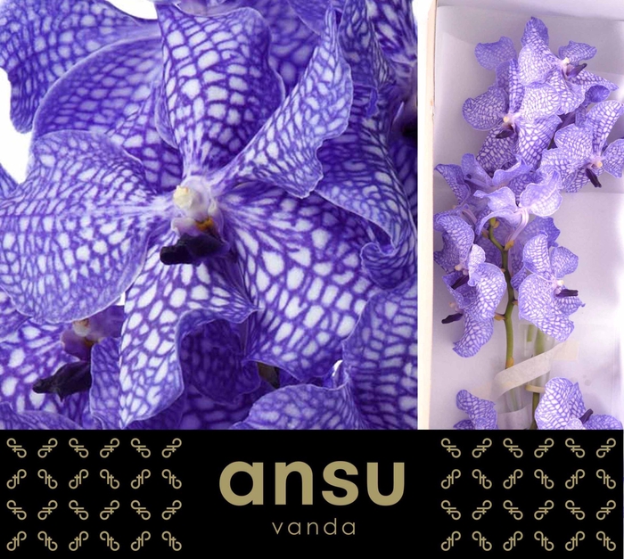 <h4>Vanda  'Kanchana Delft Blue'</h4>