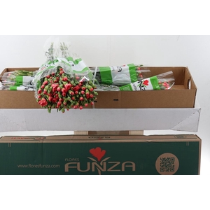 Di Tr Fire Flame  x20 Box