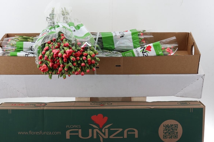 <h4>Di Tr Fire Flame x20 Box</h4>