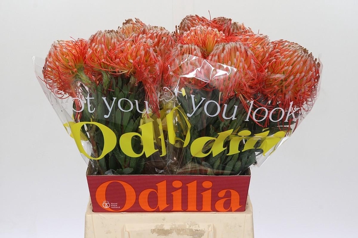 <h4>Nutans Blanche</h4>