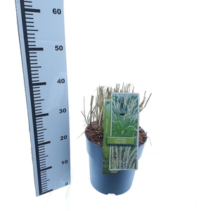 Pennisetum orientale