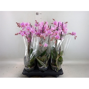 Phalaenopsis multi. 'FC Rosanne'