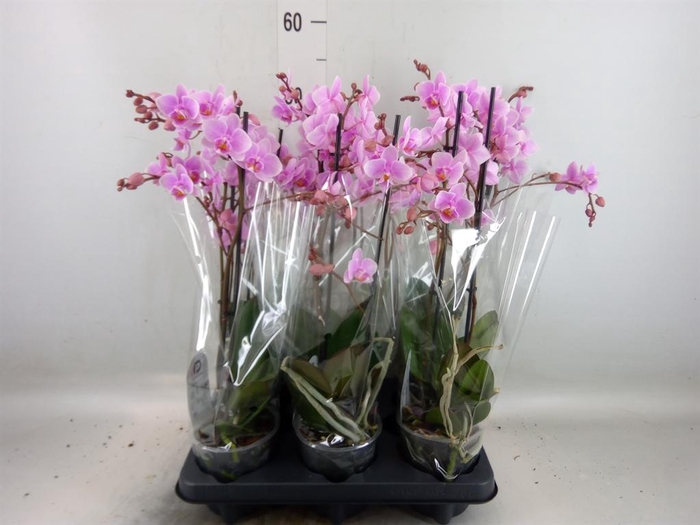 <h4>Phalaenopsis multi. 'FC Rosanne'</h4>