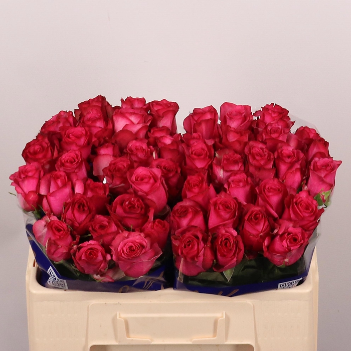 <h4>R GR PALOMA ROYALE</h4>