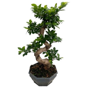 Ficus mi Ginseng 26Ø 65cm 1pp