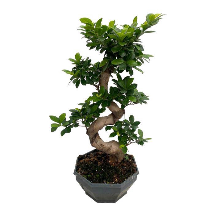 <h4>Ficus mi Ginseng 26Ø 65cm 1pp</h4>