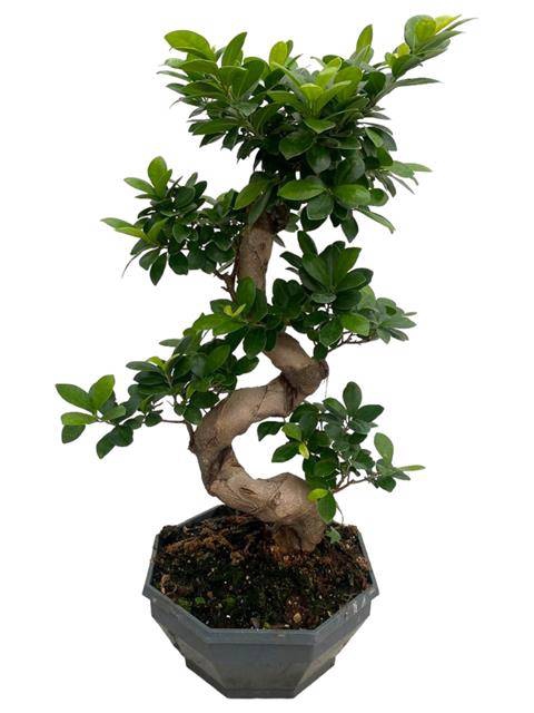 Ficus mi Ginseng 26Ø 65cm 1pp
