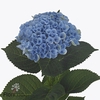 Hydrangea mag revolution