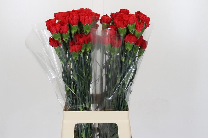 <h4>Dianthus St Red Magic</h4>