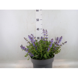 Nepeta faassenii  'Purrsian Blue'
