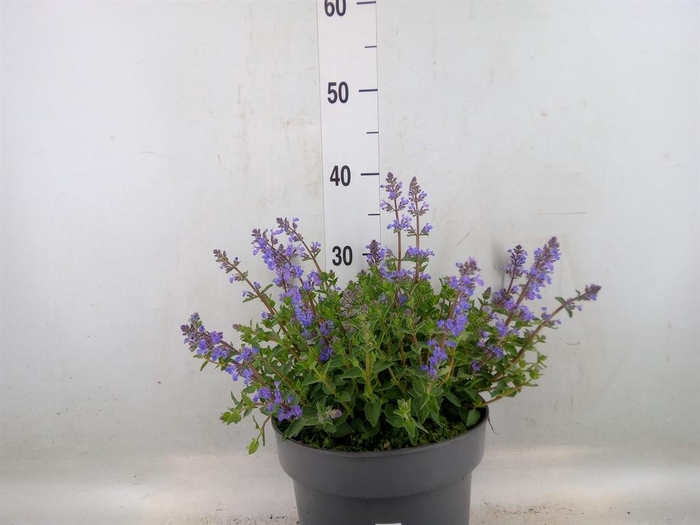 <h4>Nepeta faassenii  'Purrsian Blue'</h4>