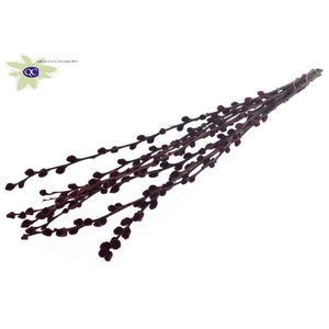 Pussy Willow 60cm Burgundy