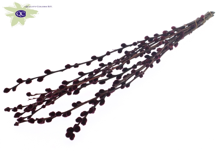 <h4>Pussy Willow 60cm Burgundy</h4>