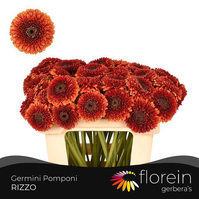 <h4>GE MB POMPONI RIZZO</h4>