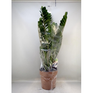 Zamioculcas zamiifolia