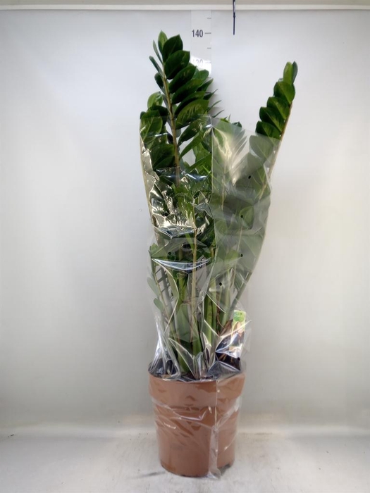 <h4>Zamioculcas zamiifolia</h4>