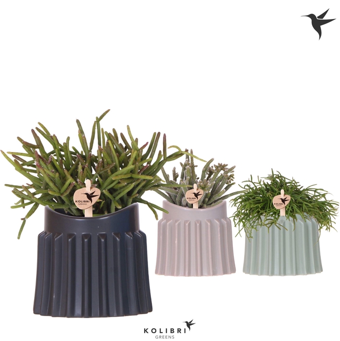 <h4>Kolibri Greens Rhipsalis mix in Raw pot mix</h4>