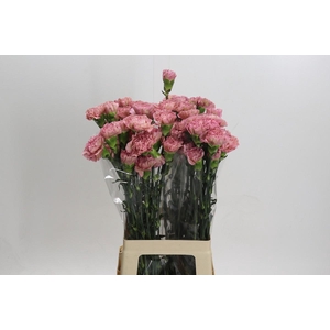 Dianthus St Lege Pink