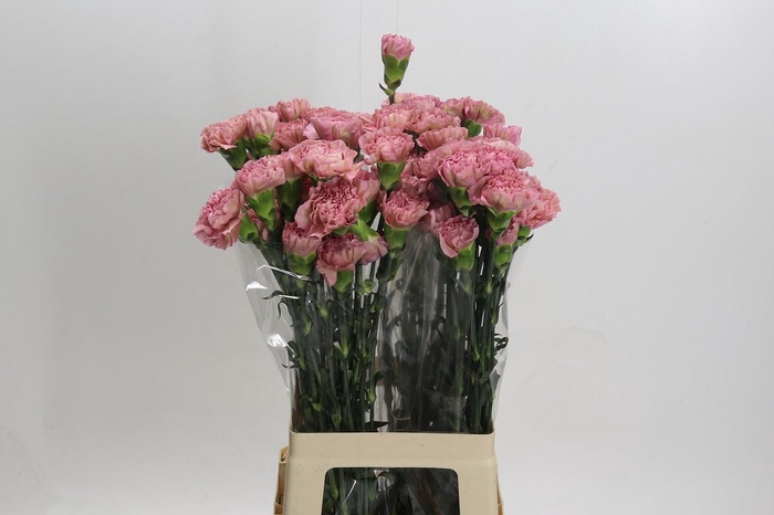 <h4>Dianthus St Lege Pink</h4>