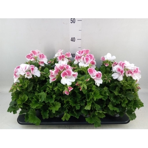 Pelargonium gran.   ..