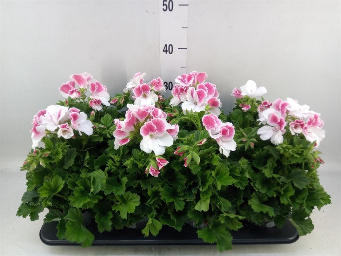 <h4>Pelargonium gran.   ..</h4>