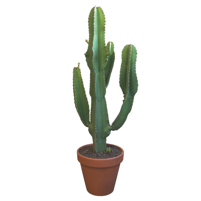 <h4>Euphorbia ingens</h4>