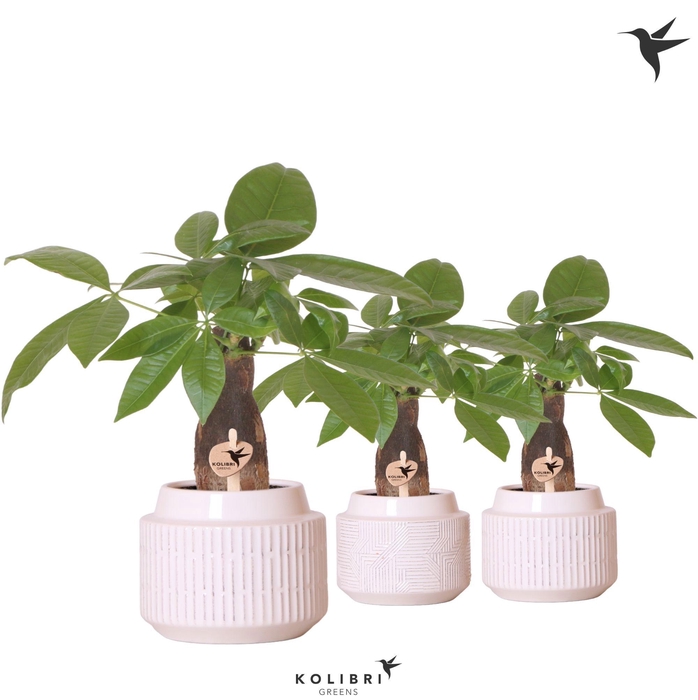 <h4>Kolibri Greens Pachira in Maze pot white</h4>