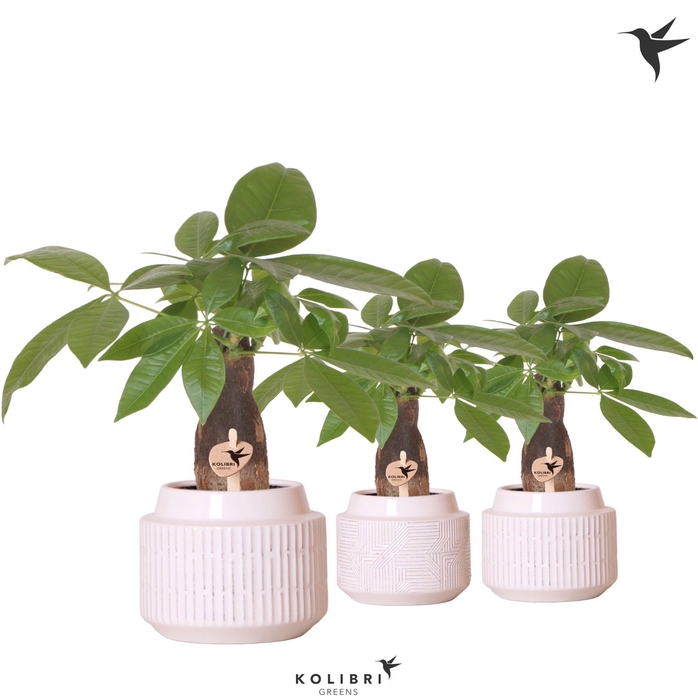 <h4>Kolibri Greens Pachira in Maze pot white</h4>