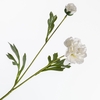 Ranunculus Spray Cream FL440297CRM
