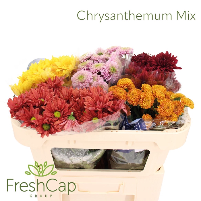 <h4>Chrysanthemum Mix</h4>