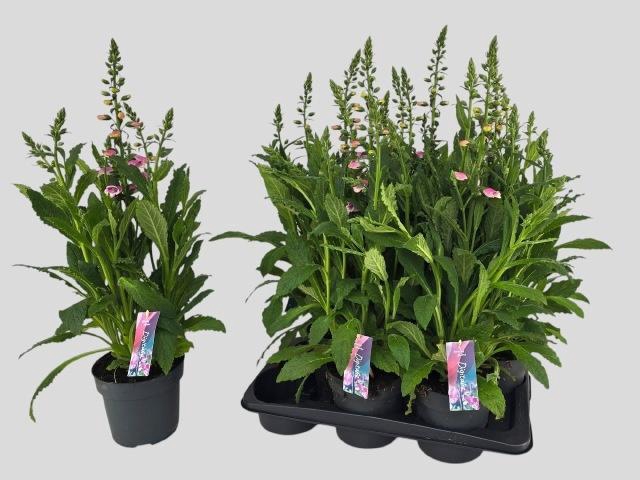 <h4>DIGI PANTHER</h4>