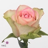 Rosa large lovely jewel