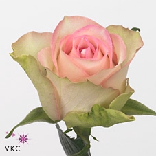 <h4>Rosa large lovely jewel</h4>