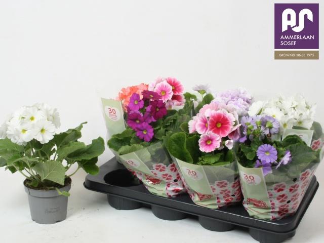 <h4>PRIM OB TM GEM</h4>