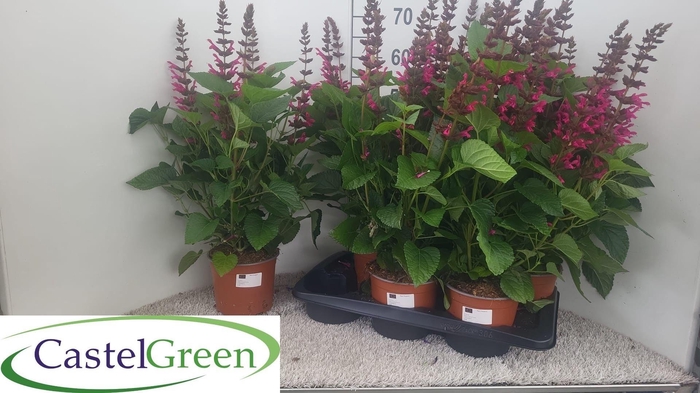 <h4>SALVIA  LAKE FLAMING</h4>