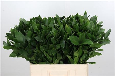 <h4>Ruscus Hypophyllum</h4>